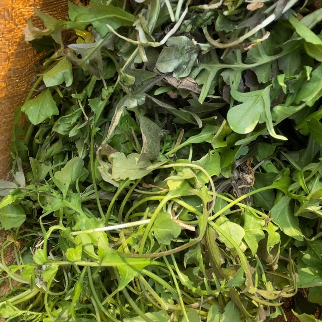 中国大陆白菜地里的野荠菜二斤没水洗