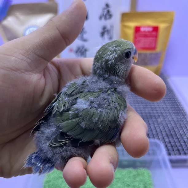 精品墨绿金顶公L35235-桃面鹦鹉