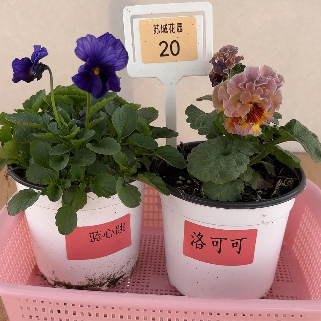 大部分开放少量花苞20