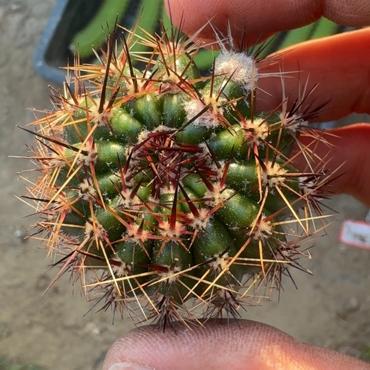 273彩草凤6歪3到4公分左右无根侧牙