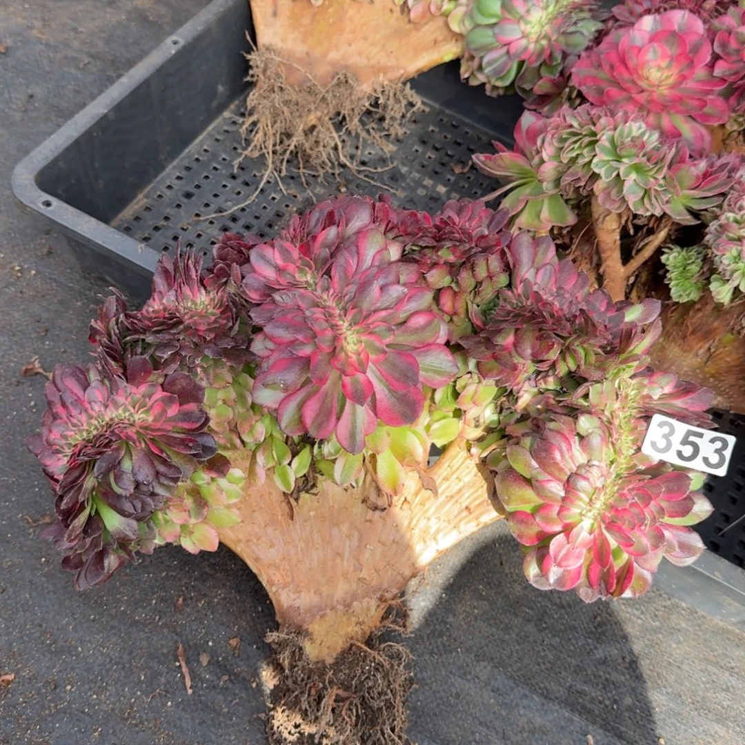 353多肉植物荔枝缀