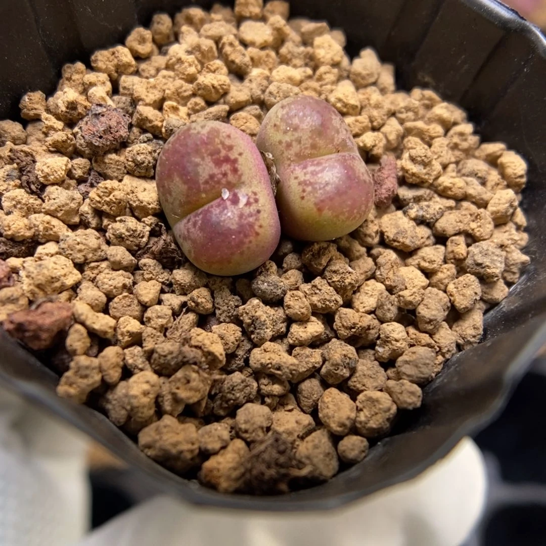 多肉植物肉锥杂交K-3539 KFG墨杂