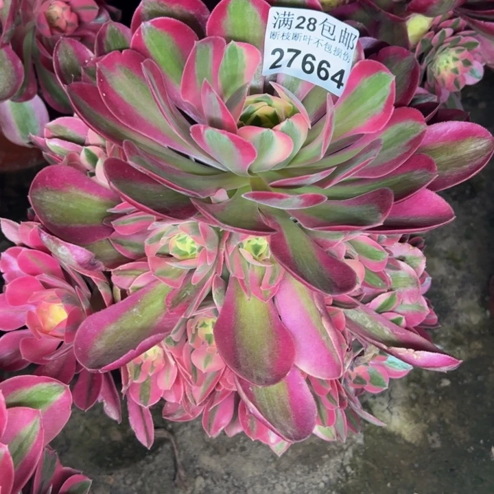 27664女巫多肉植物