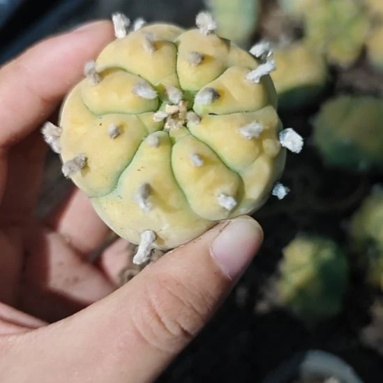 无刺仙人球，优选母本侧芽！！根系非常好