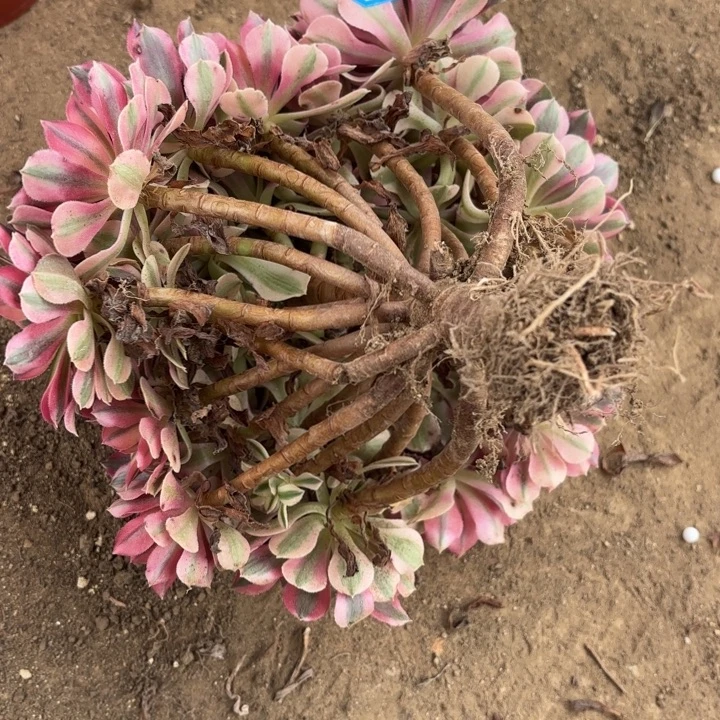 粉女巫有断枝法师不包损34