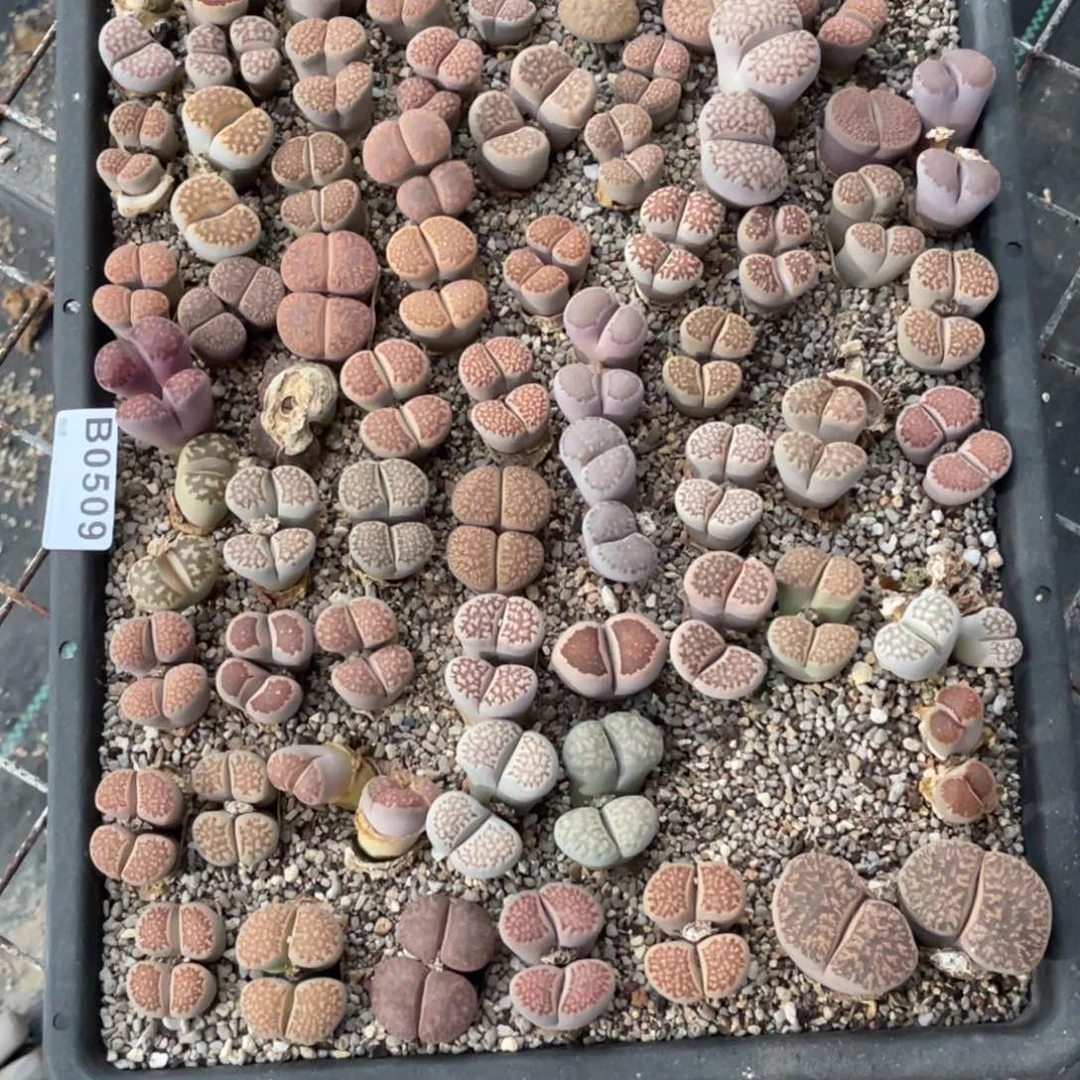 财***全0509福利筐1不售后