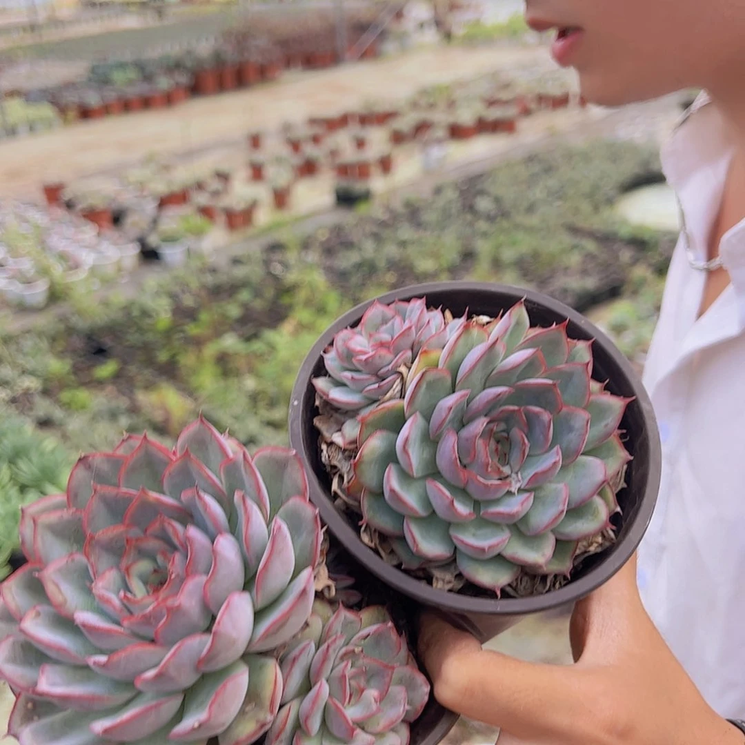 猎户座 多肉植物