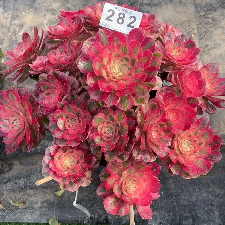 空****麻282倾城嫁接多肉植物