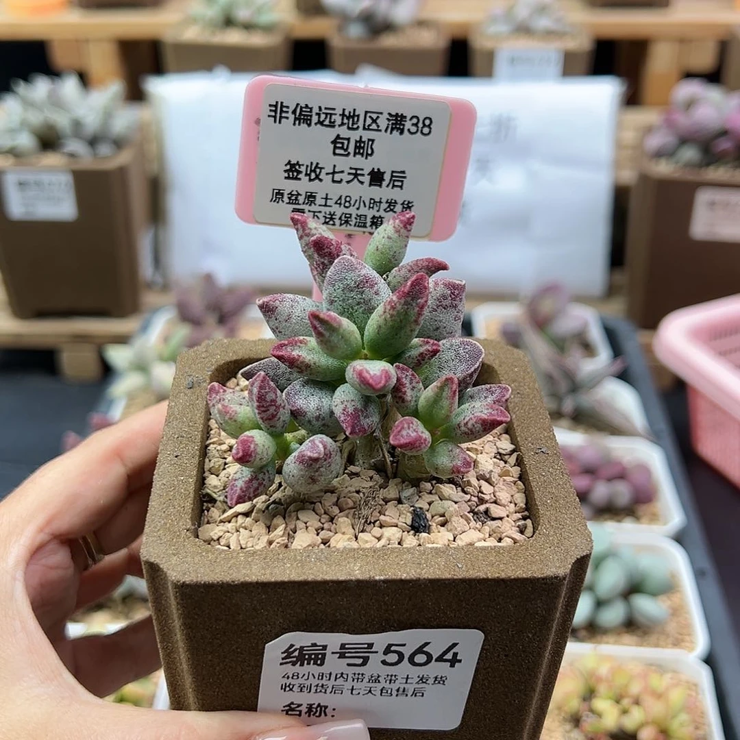 564艾薇多肉植物
