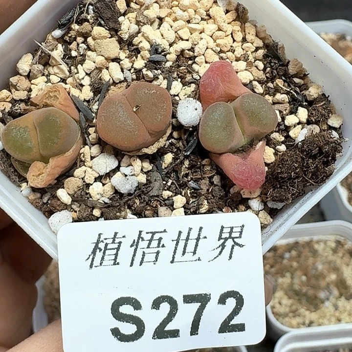 272盒多肉植物哇x f v v