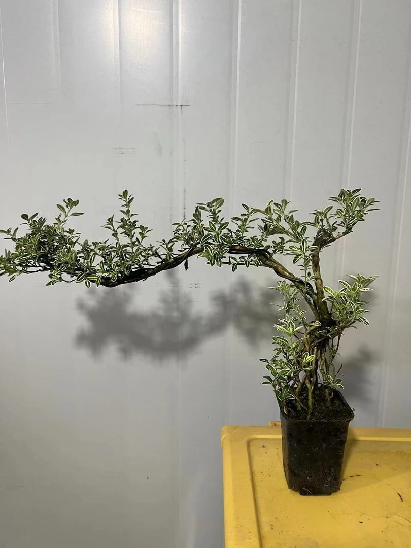 飘枝金边六月雪茶台书桌好养四季青开花植物室内室外鲜活小盆景