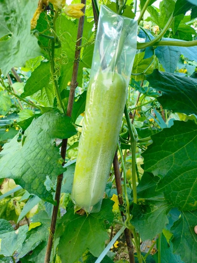 湖南地标特产白玉蔬菜丝瓜新鲜现摘