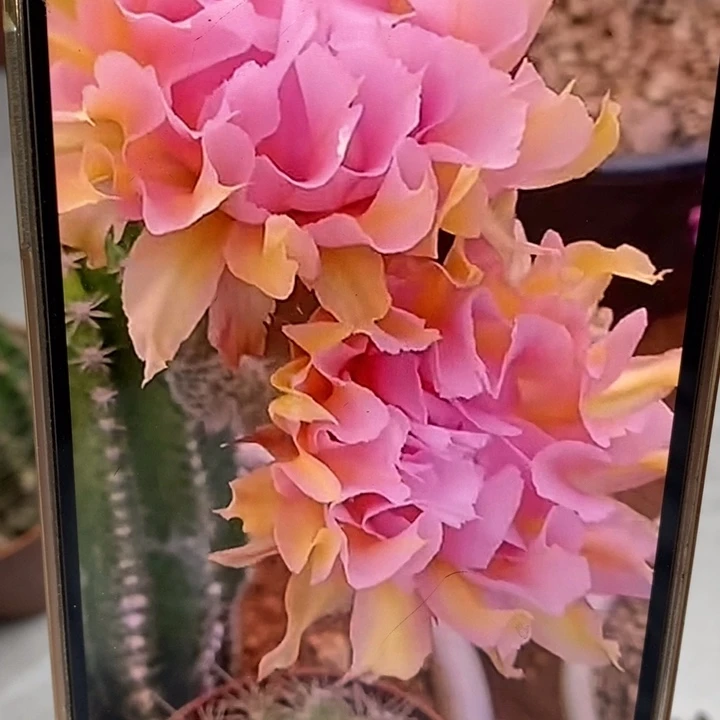 香香粉牡丹侧芽3公分左右