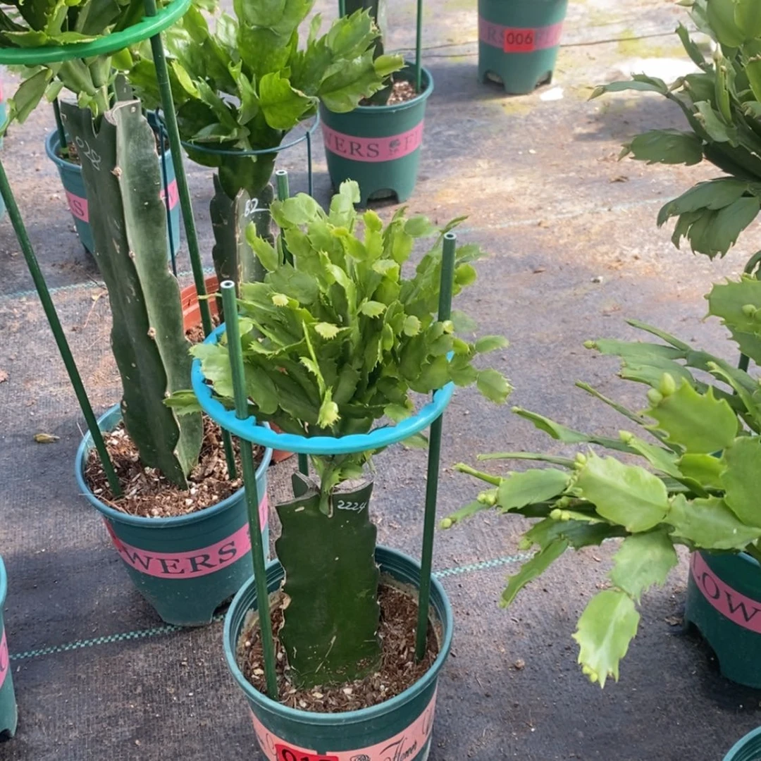 【闪购商品】完全开放花*018嫁接2224