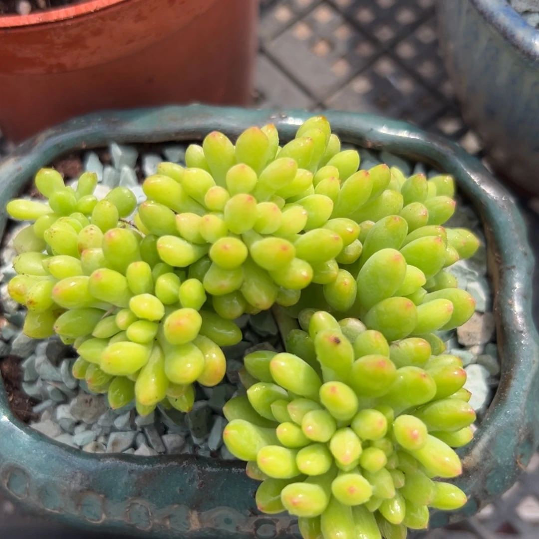 春萌缀精控多肉一物一拍