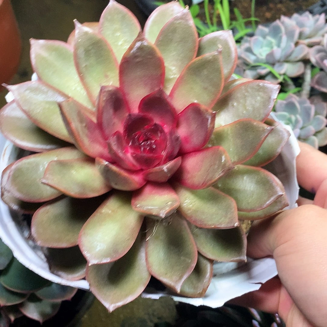 红玫瑰一物一拍25-180