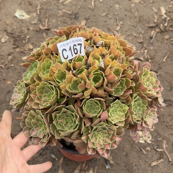 女巫中班……多肉植物……