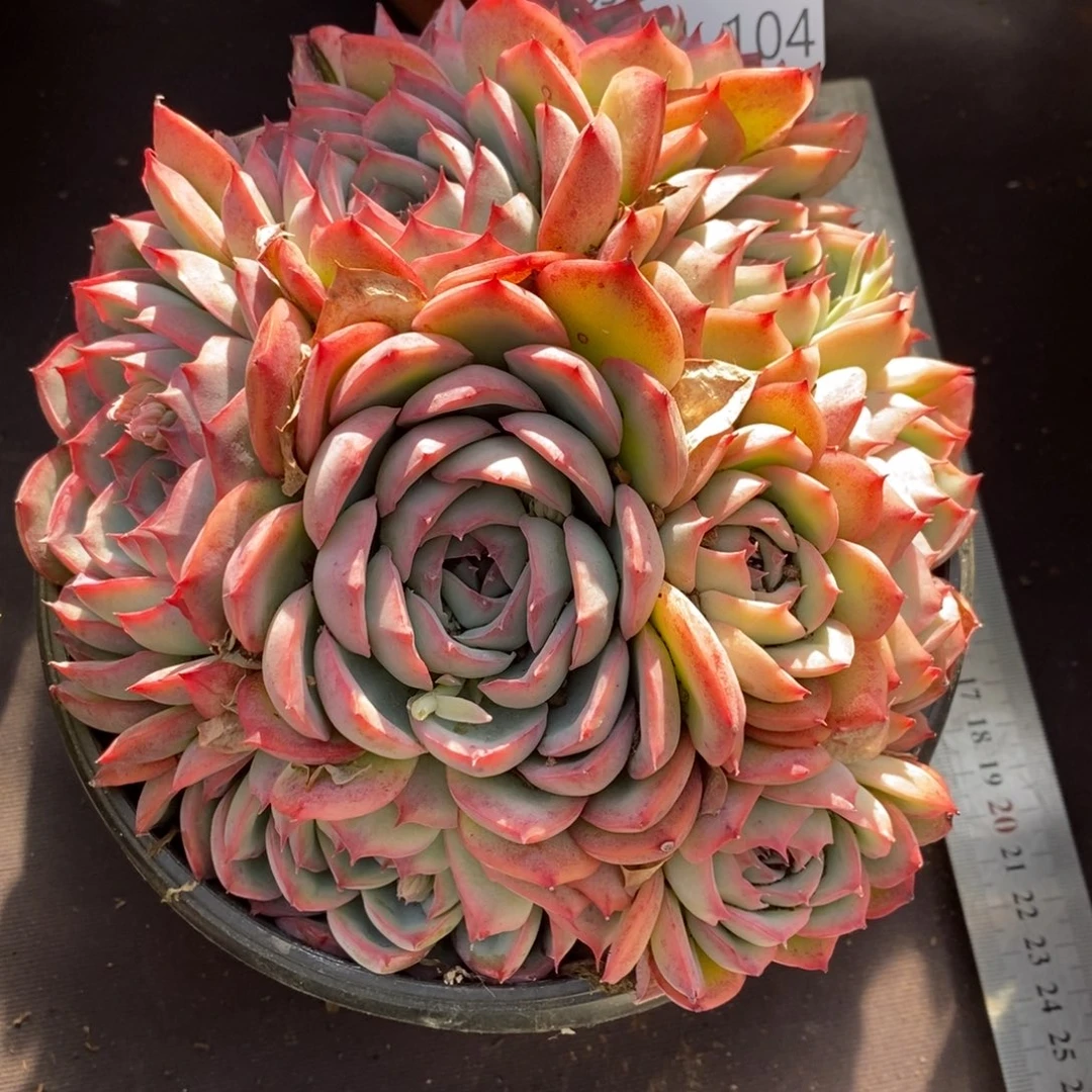 两单包邮1231-104侧影