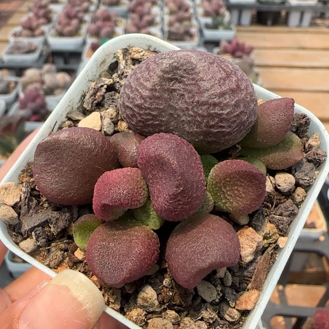 水蜜桃。