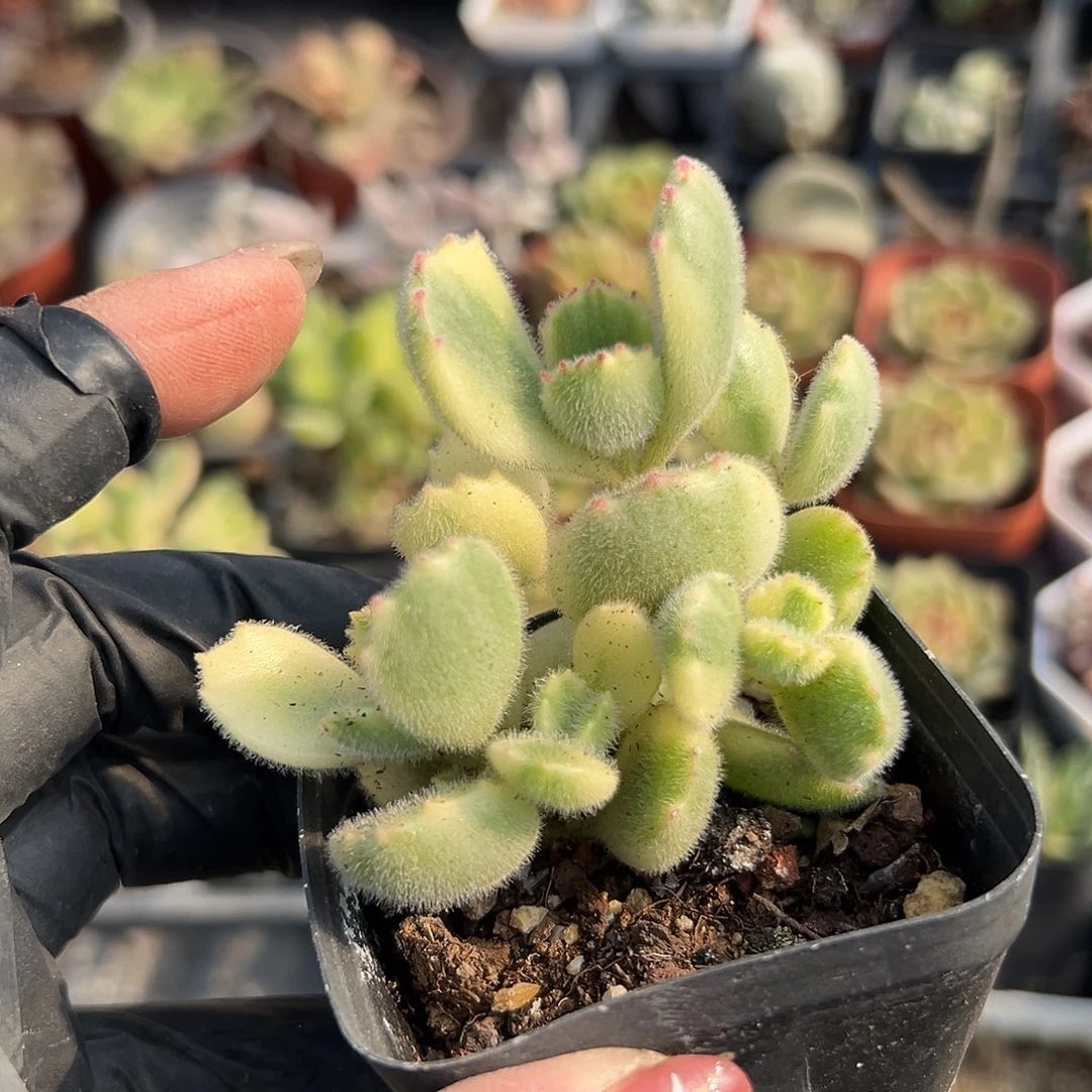 多肉植物白熊多肉