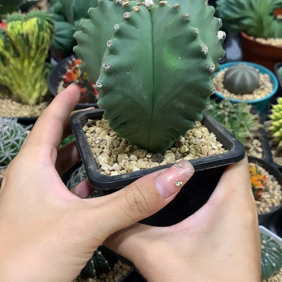 当前无花栽培后可以开花实生根琉璃龟甲栾凤玉