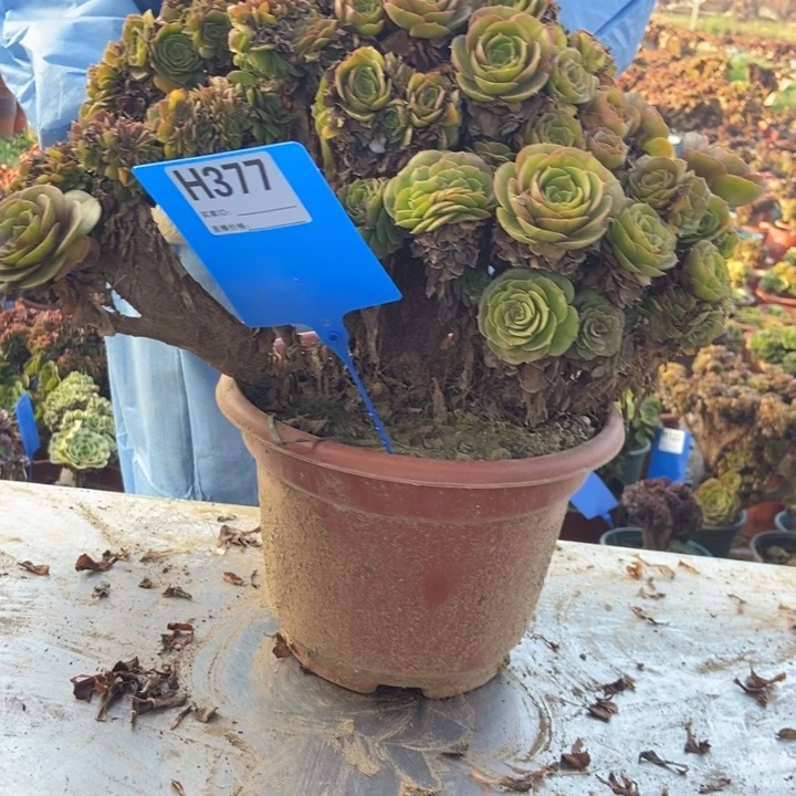 孟***lH377万胜节朵朵缀化老桩