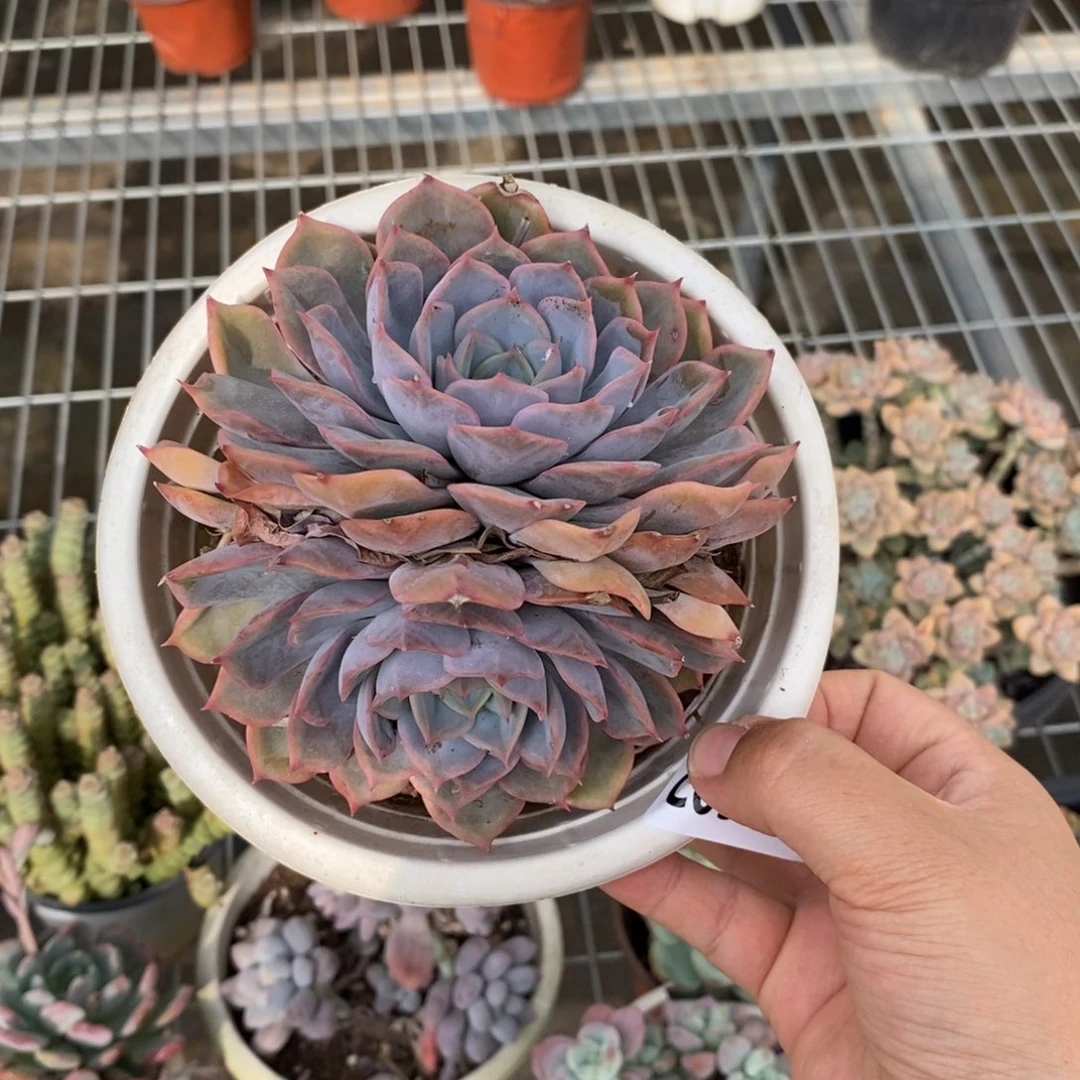 9254紫悦双头一物一拍