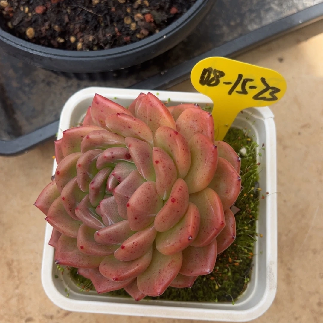08-15-23东云美肉多肉植物