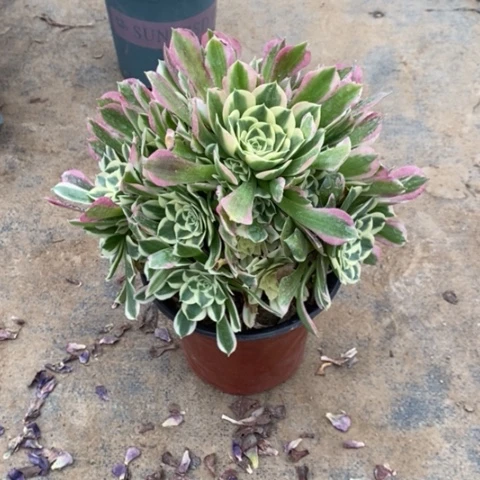 白凤4多肉植物法师