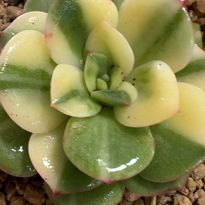 三文鱼锦多肉植物73