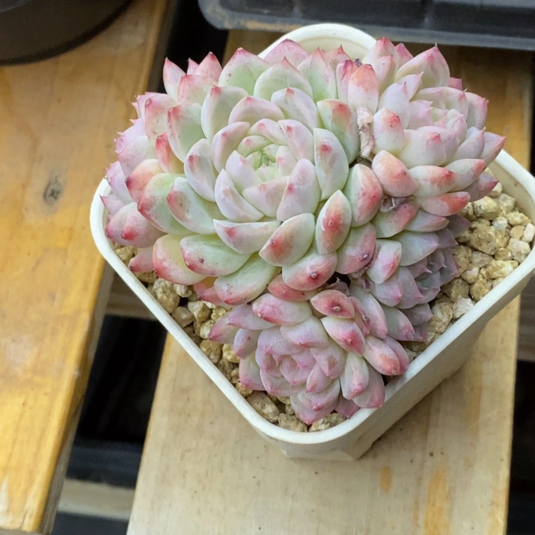 精品多肉一物一拍不包整73