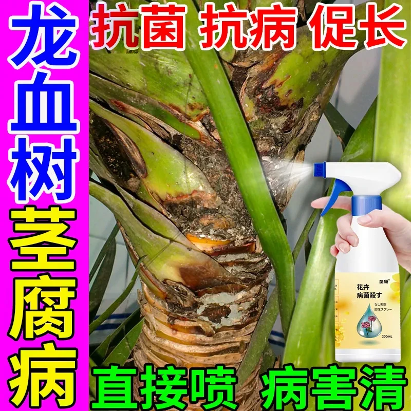 龙血树茎腐烂专用营养液干瘪茎腐烂茎烂心叶干枯叶黑斑锈斑炭疽肥