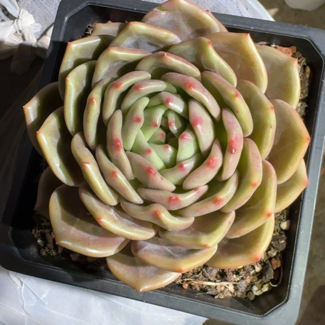 专拍链接多肉精品