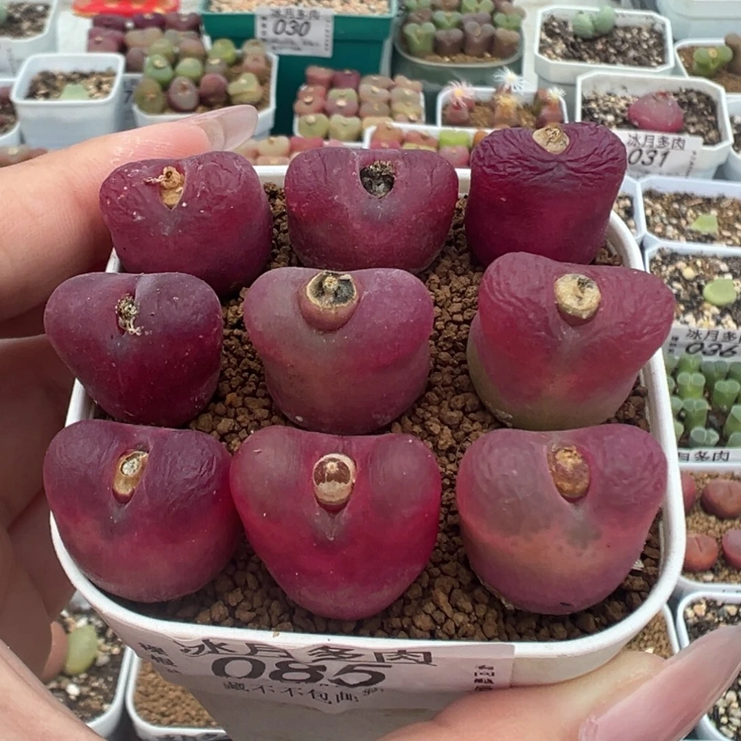 085红毛汉尼裸根发货