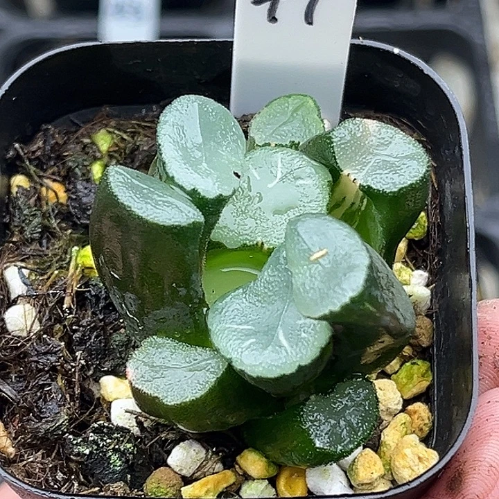 47欧大宝万象锦头家多肉十二卷