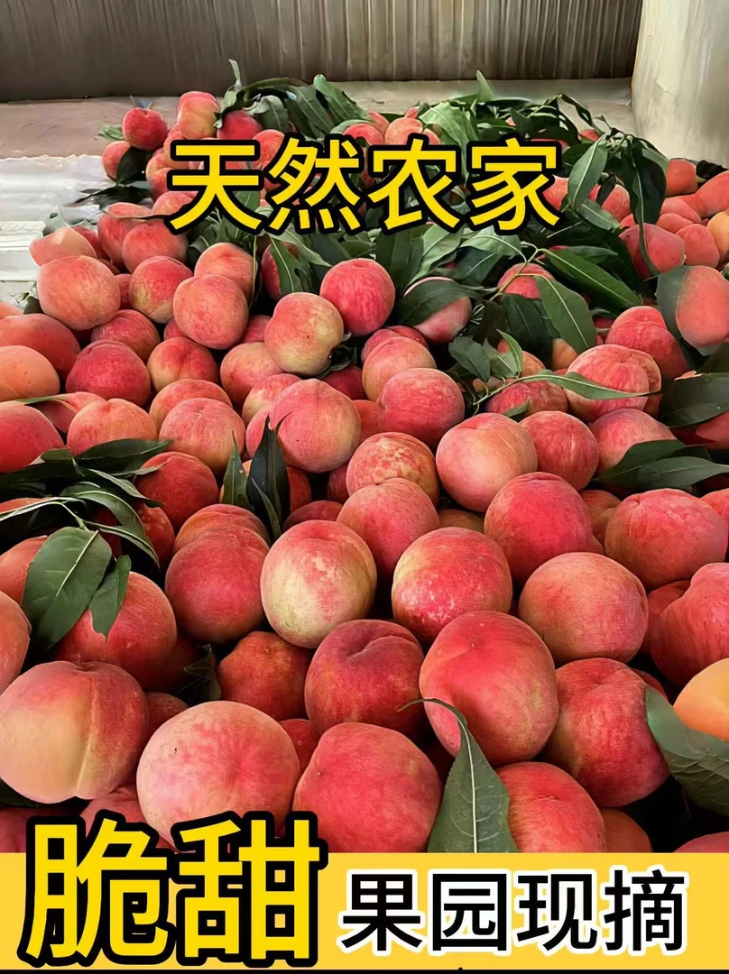 正宗山东蒙阴红色水蜜桃新鲜水果桃子毛桃现摘现发应季产地直发