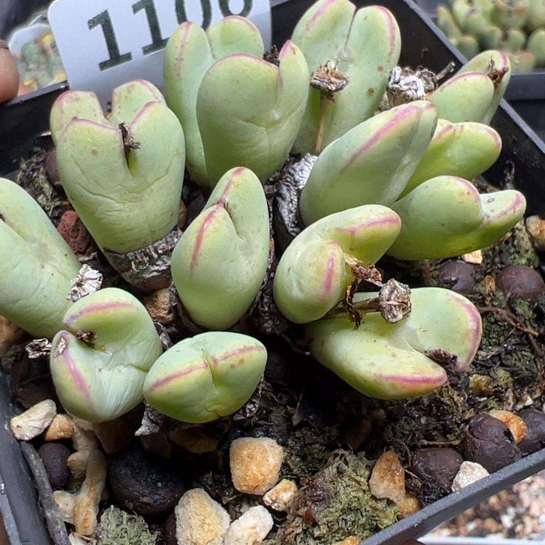 【闪购商品】 1106。