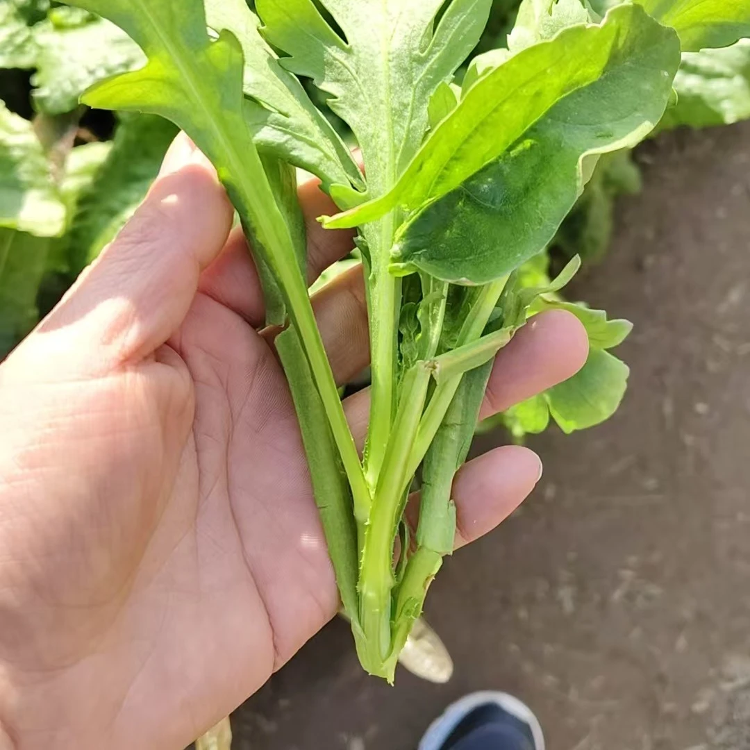 农家新鲜现摘茼蒿安乡直发（助农三大队专属）