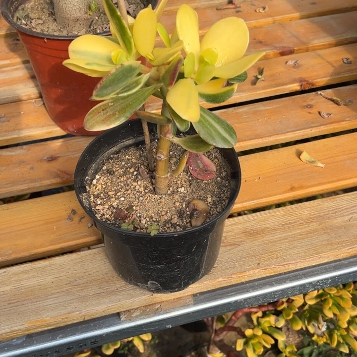 清**月老花脱土发A05