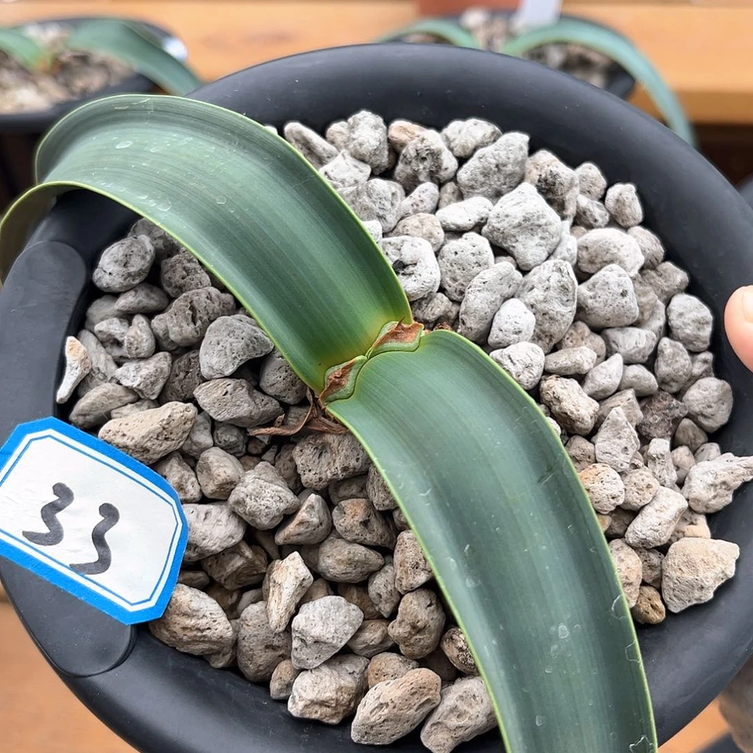 潮流植物 百岁兰 33