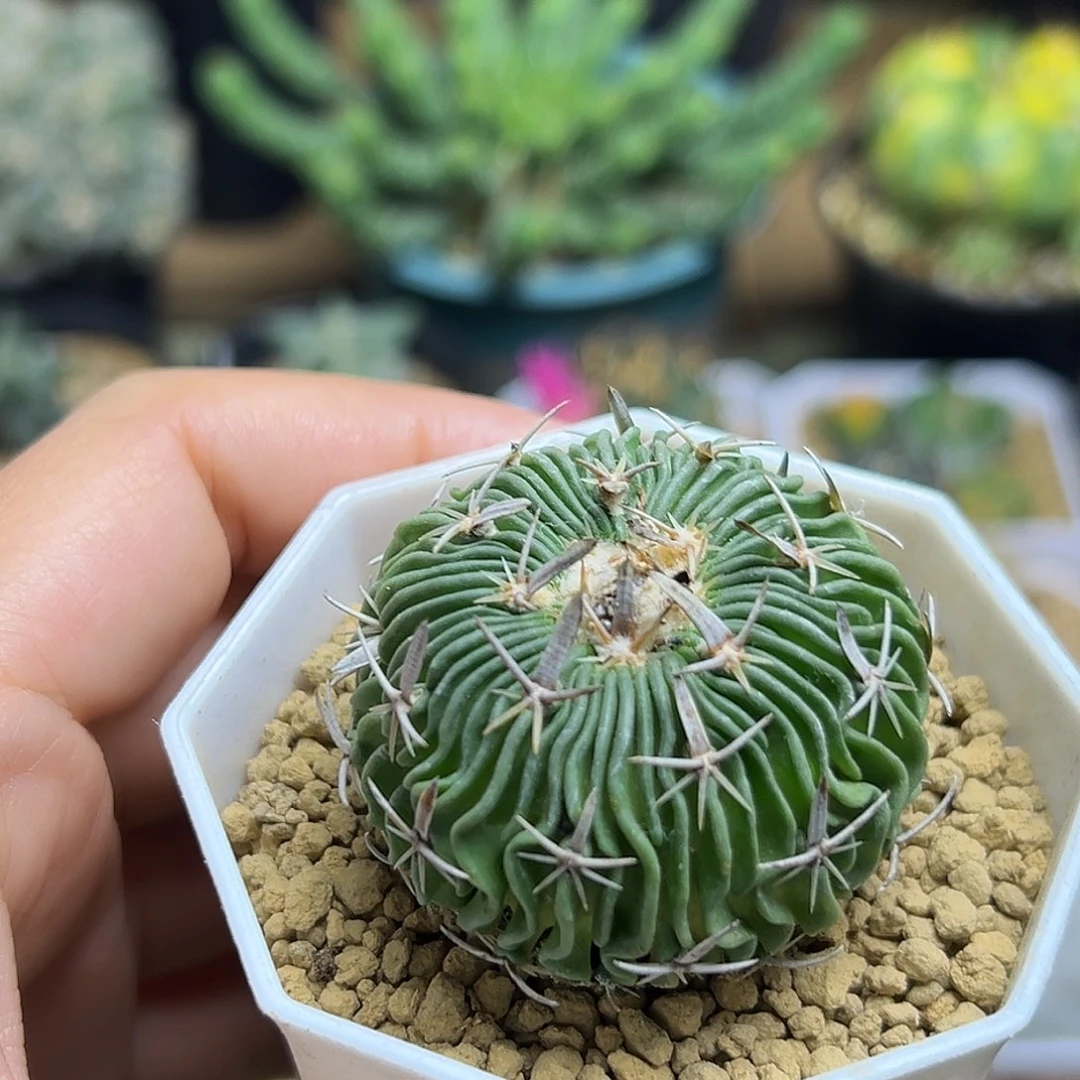 太刀岚实生球一颗一颗