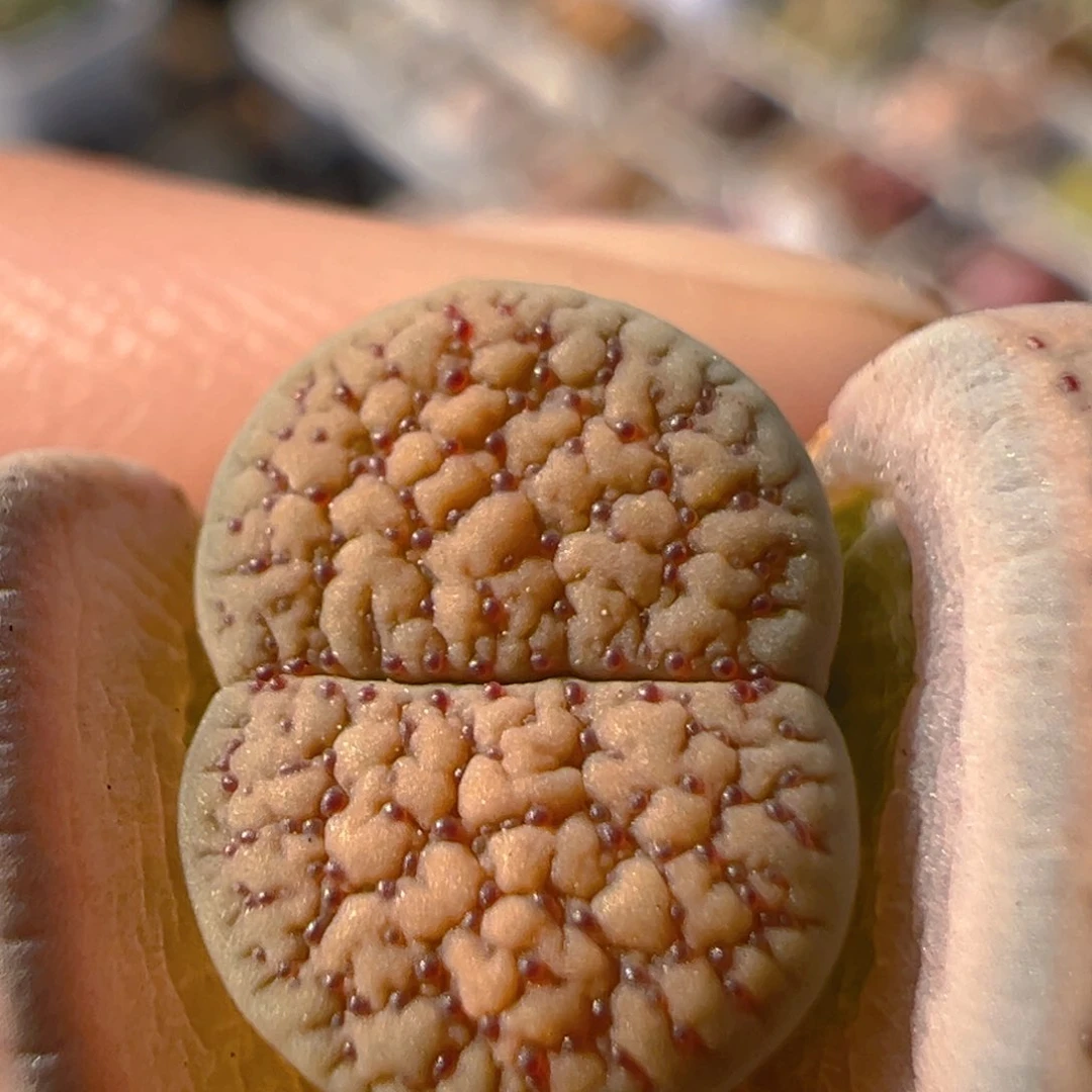 101多肉植物百科知识