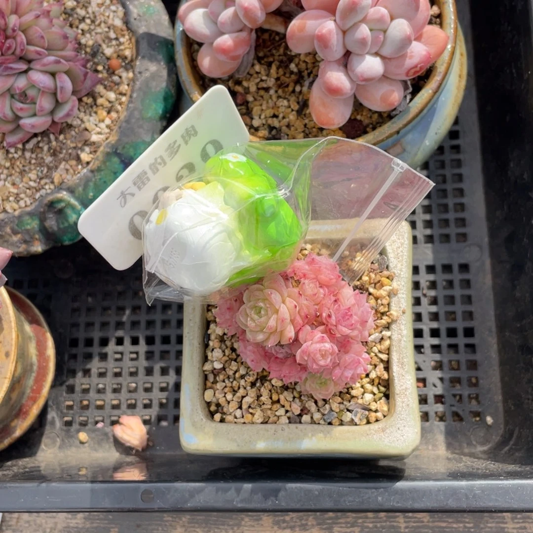 安**儿0029麦秆啦啦啦啦啦啦