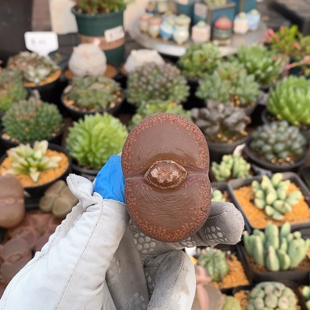 633 日轮大母本 卡5.4 有疤腿微长