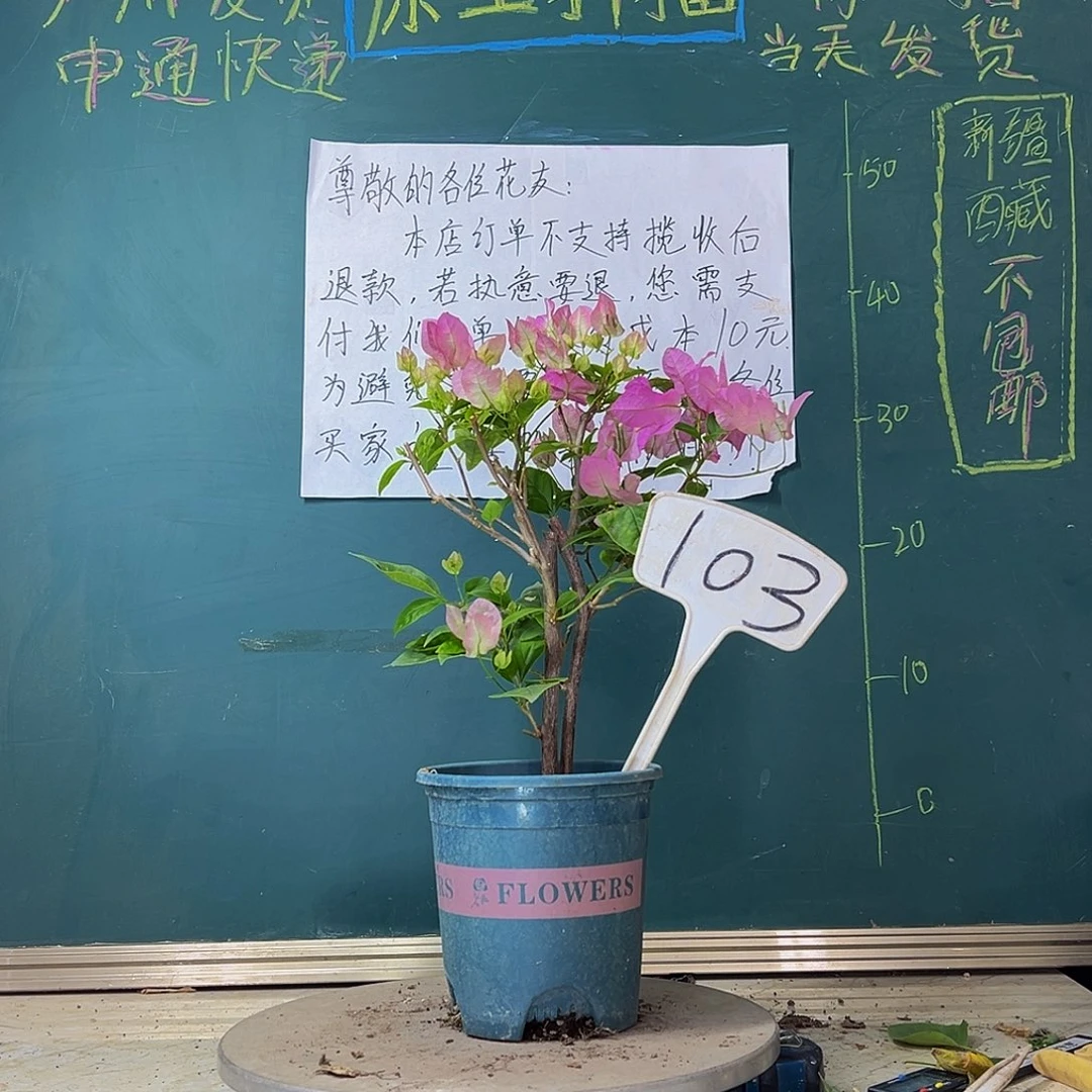 当前无花栽培后可以开花口红103