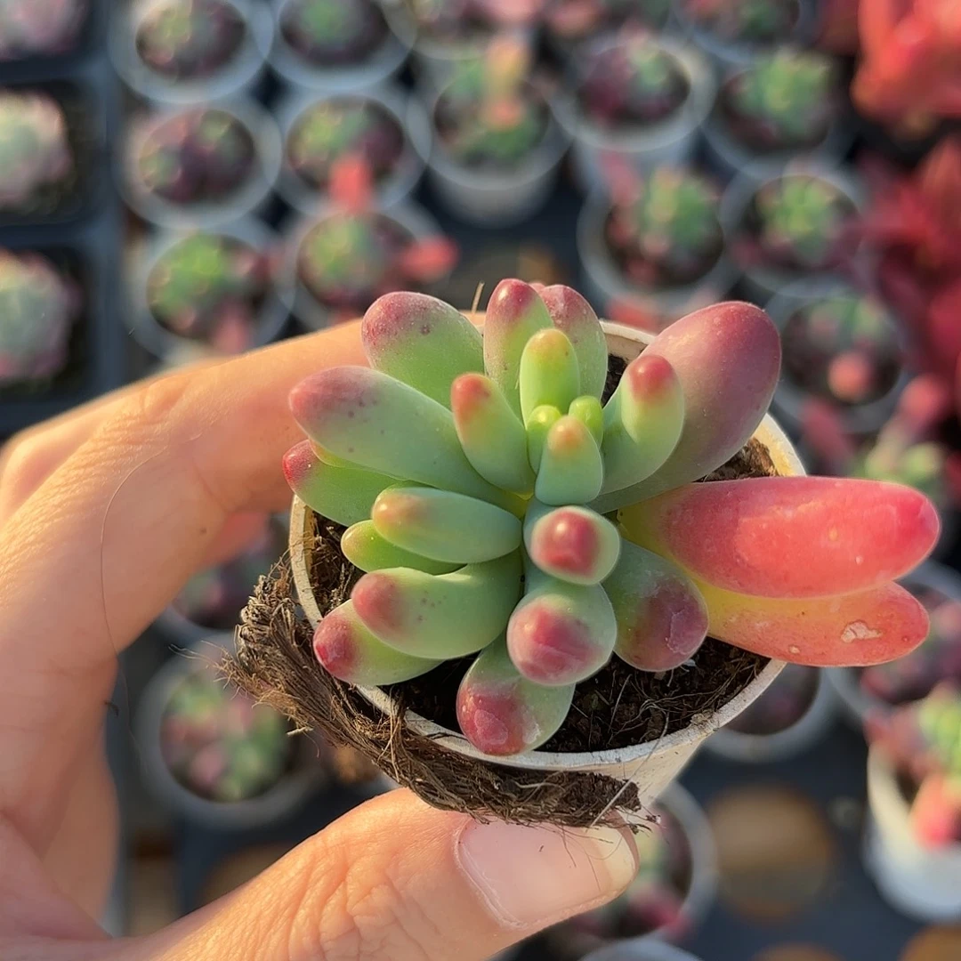 精品乙女心多肉植物