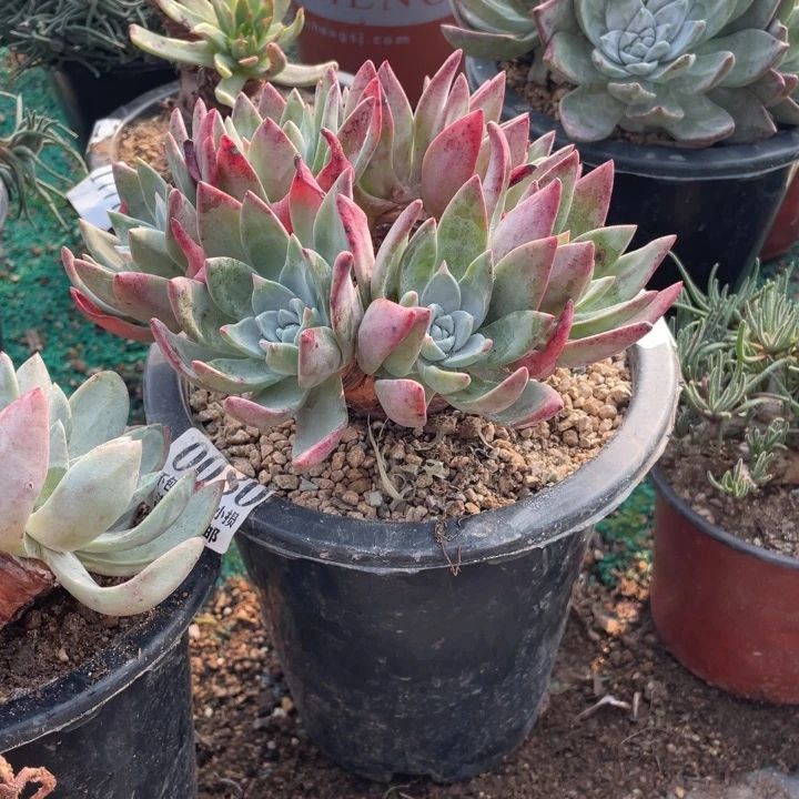 80号泡芙苹果叶杂交拇指多肉