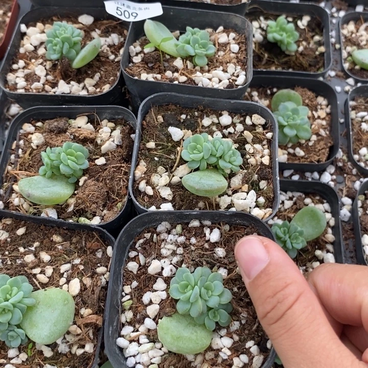 标509秃子小群一个量拍