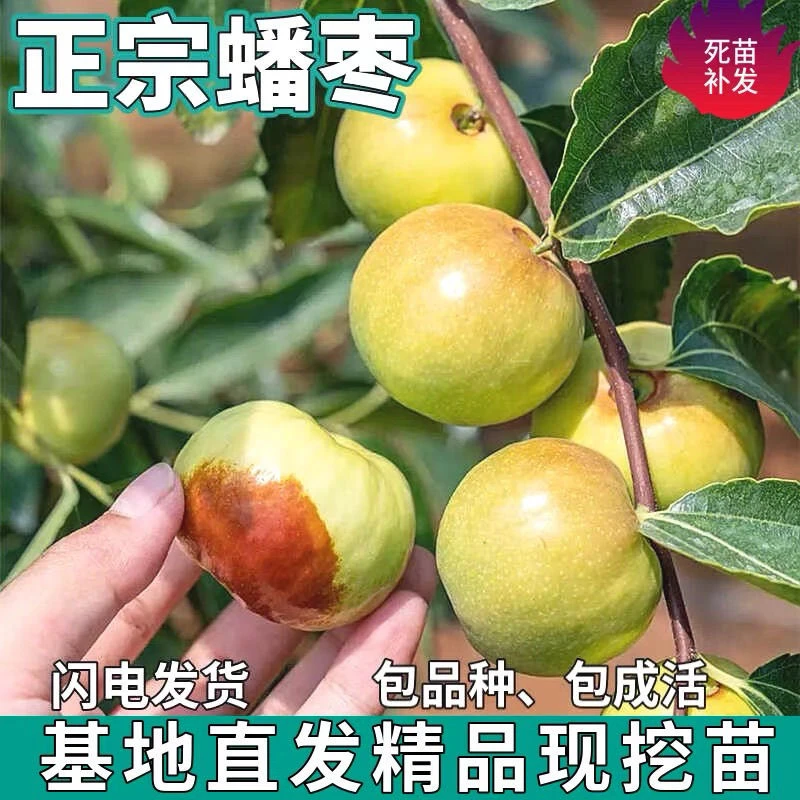 蟠枣树苗嫁接盆栽地栽南方北方可种耐寒耐旱阳台庭院种植果树