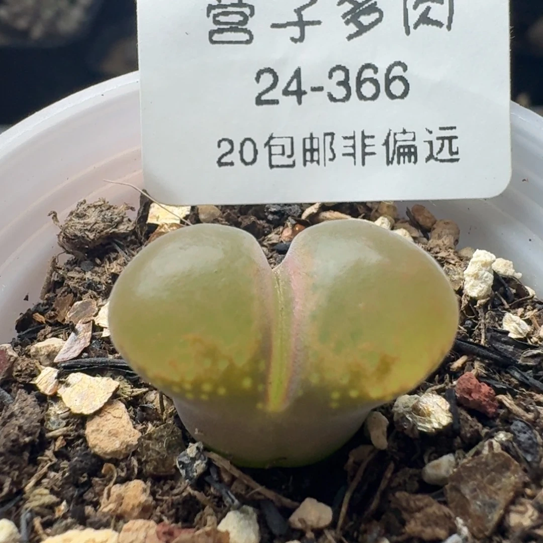带盆土。